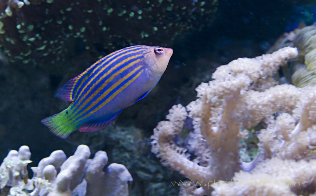 sizlinewrasse-1.jpg