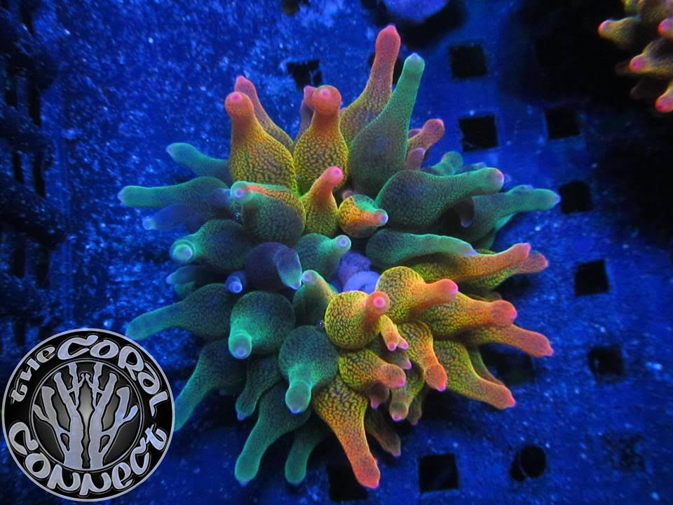 reefbuilders.com