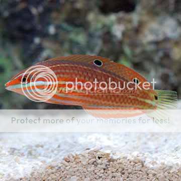 p-75821-redline-wrasse.jpg