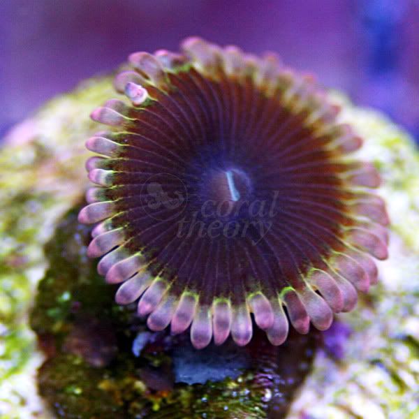 zoa6_40.jpg