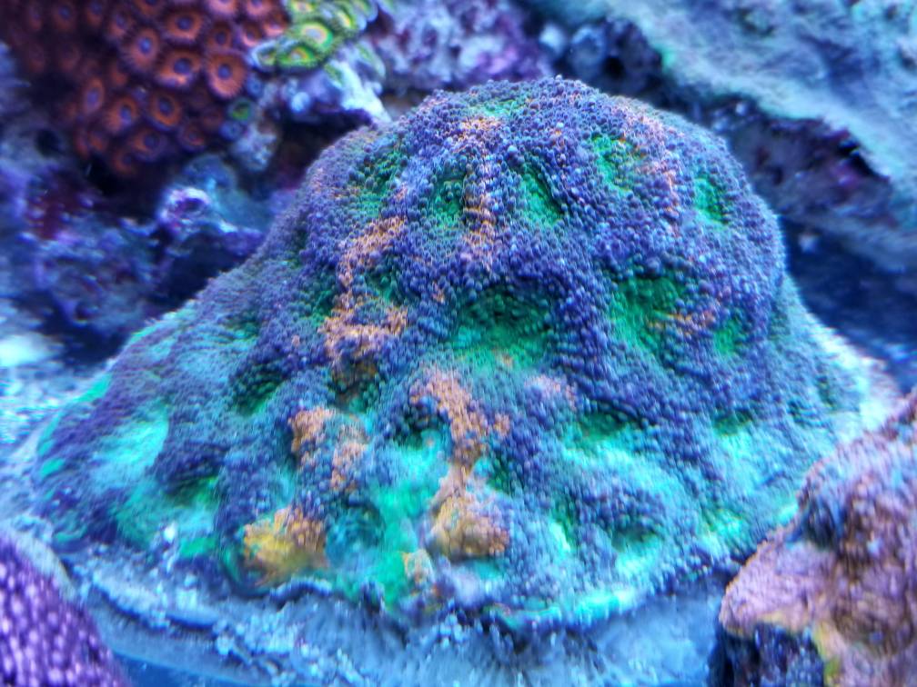 55f91d36645c63106cf4eb8f97877e2e.jpg
