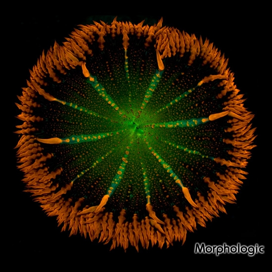 flower-anemone1.jpg