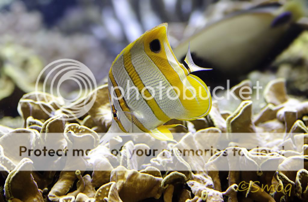 butterflyfish2.jpg