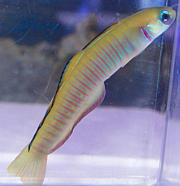 tn_larval-capturetank-raisedzebradartfish--severalavailable_zpscuj5cnvl.jpg