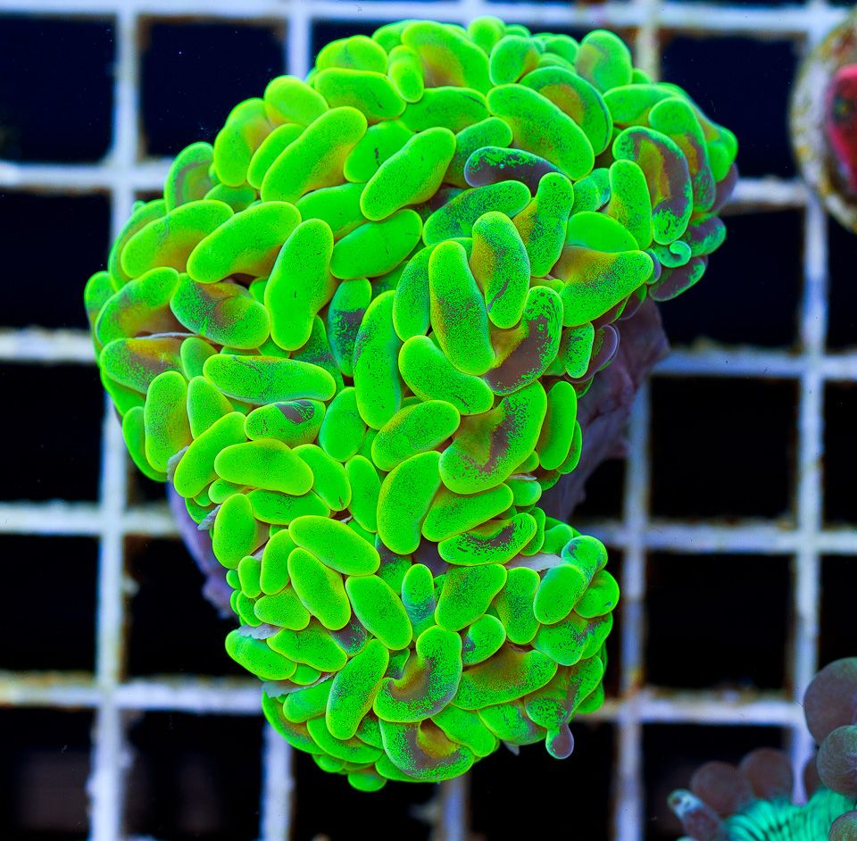 A-new-coral_4-3.jpg