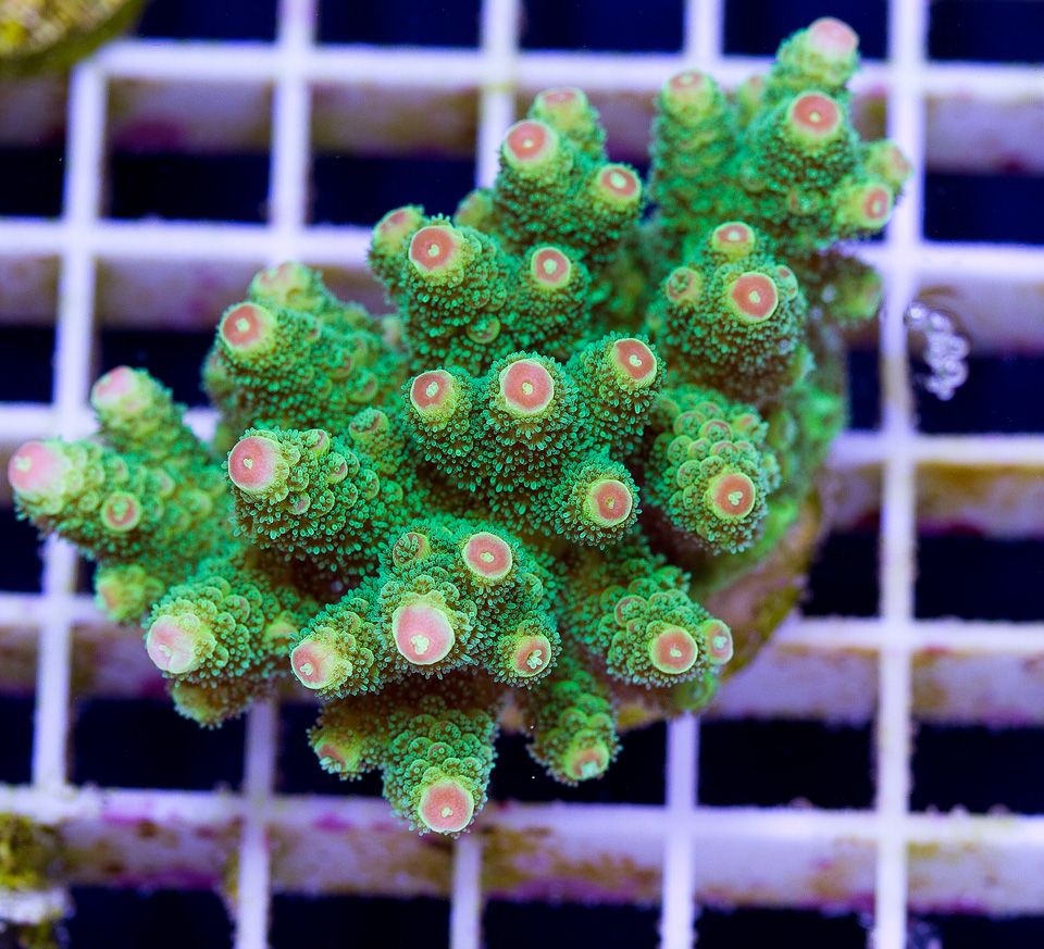anewcoral_15-5.jpg