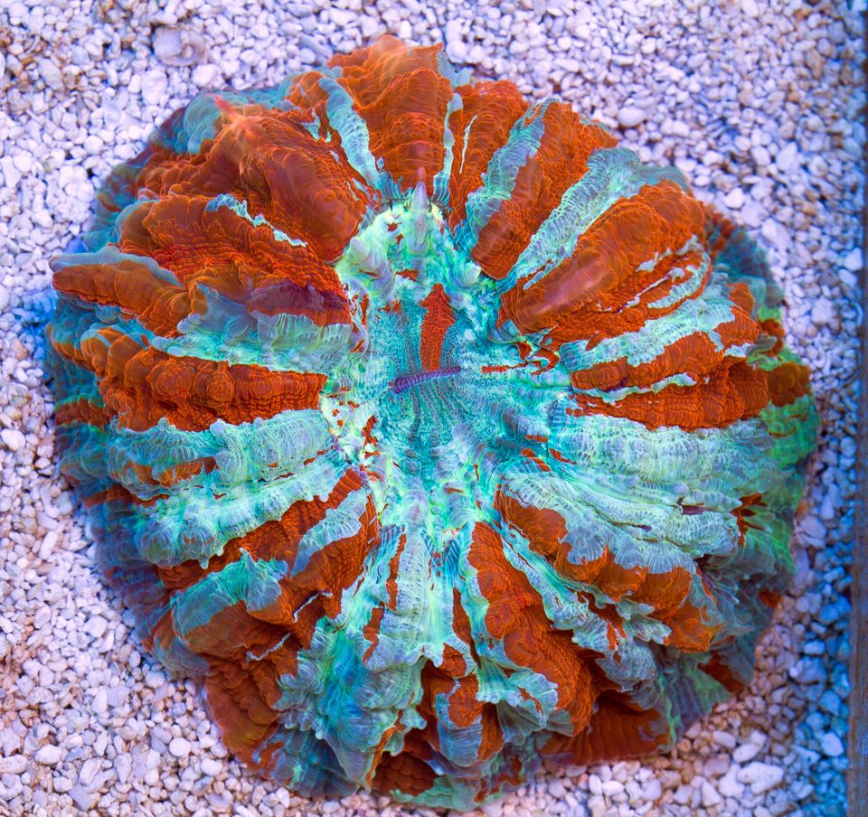 anewcoral_43.jpg