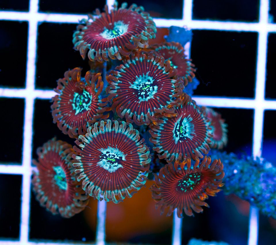 anewcoral_52-1.jpg