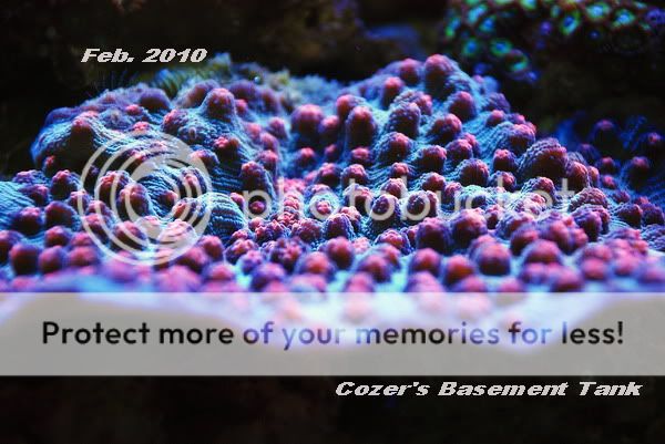 braincoral9.jpg