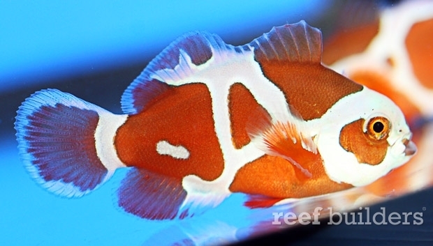 peace-keeper-maroon-clownfish-nggid0510632-ngg0dyn-0x0x100-00f0w010c010r110f110r010t010.jpg
