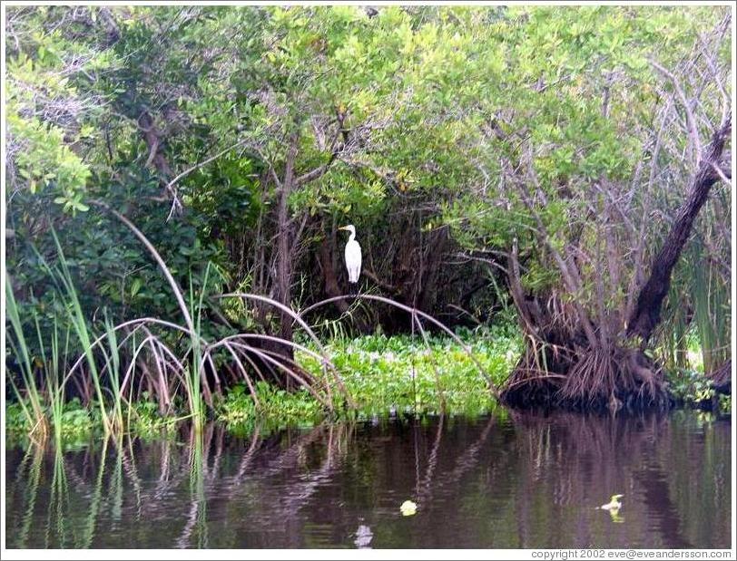 swamp-white-bird-large.jpg
