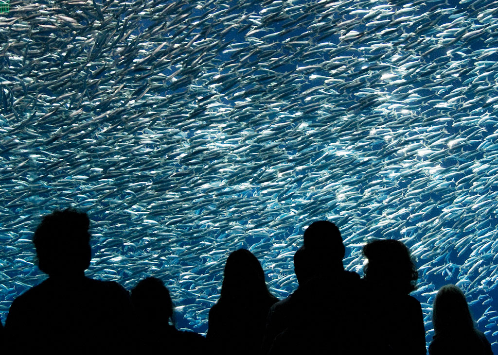 Monterey-Aquaium-Schooling-Fish.jpg