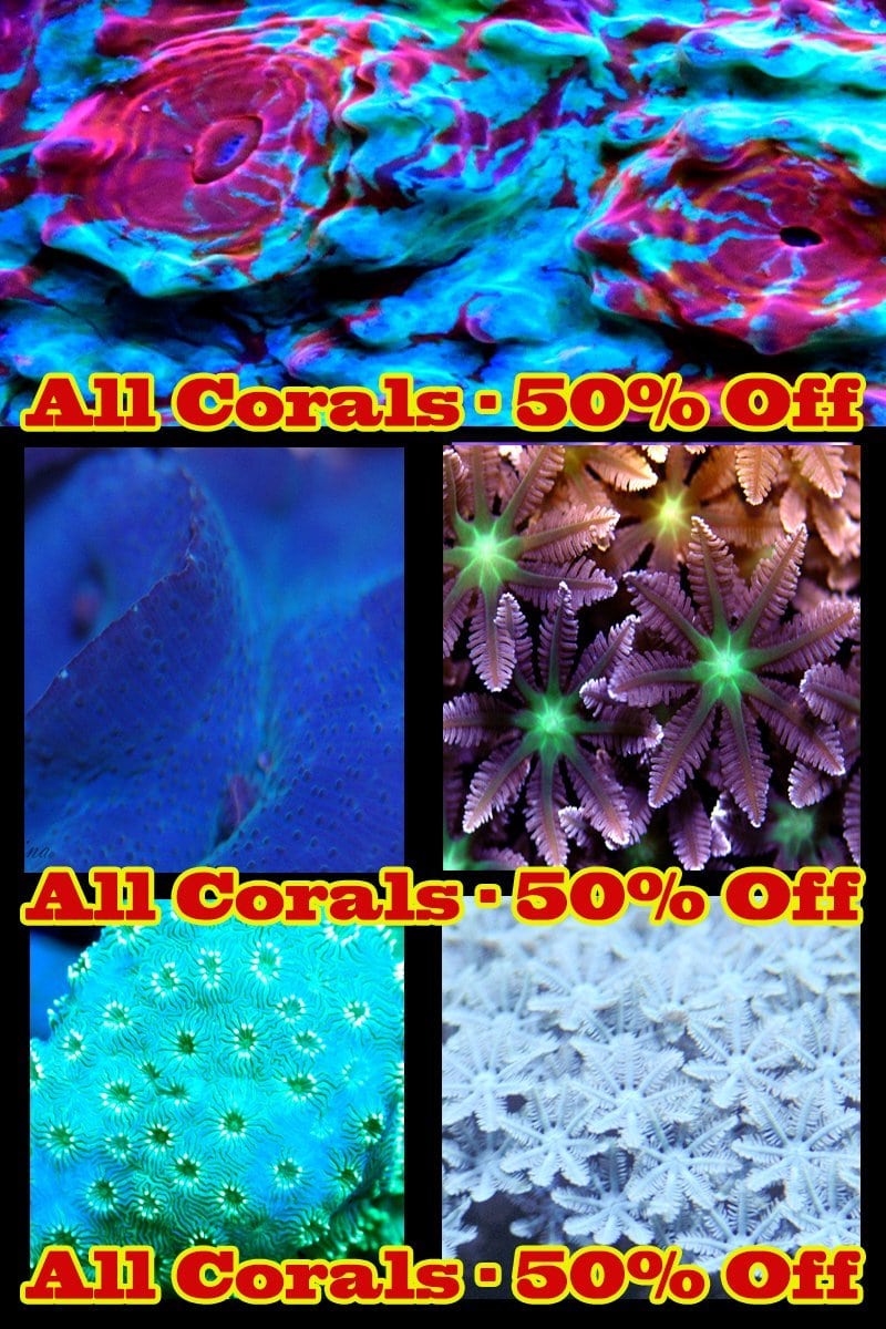 50-off-coral3.jpg