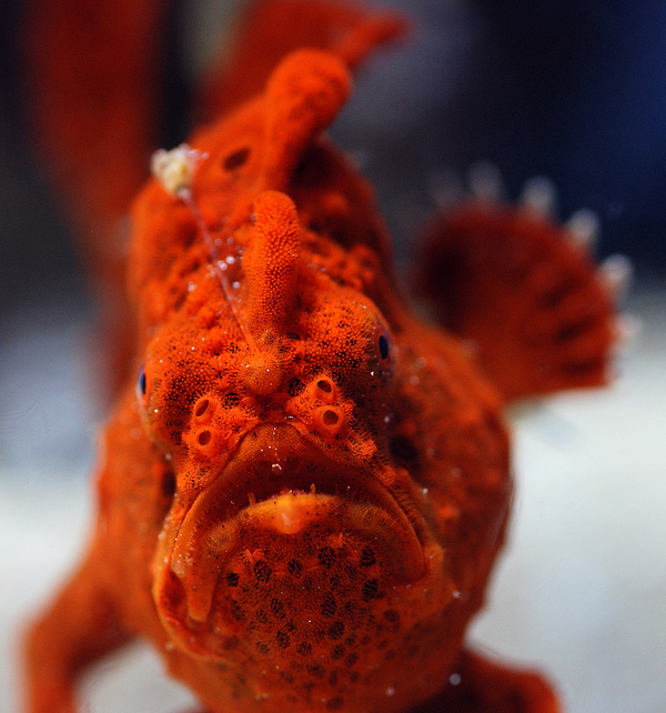 Red/Orange Angler: Saltwater Aquarium Fish